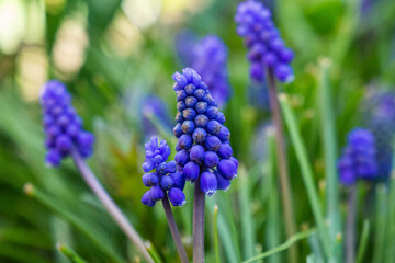 blue primroses bloomed in the garden, muscari