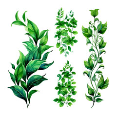 Green vine climbing plant with green leaf set, flat vector illustration isolated on white background. Green vines plant decorative