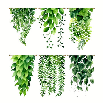 Green vine climbing plant with green leaf set, flat vector illustration isolated on white background. Green vines plant decorative