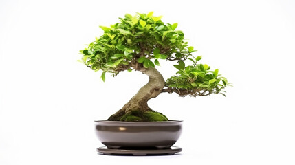 Bonsai tree against a white wall