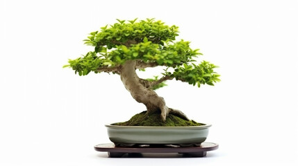 Bonsai tree against a white wall