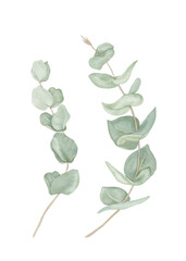 Watercolor branches and leaves of ephcalyptus hand-drawn floral illustration
