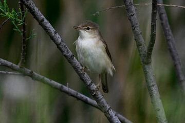 Teichrohrsänger // Common reed warbler (Acrocephalus scirpaceus)