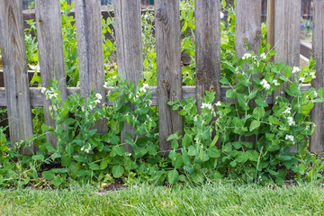 Vegetable peas growing on fence - vegetable garden