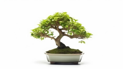 Bonsai tree against a white wall
