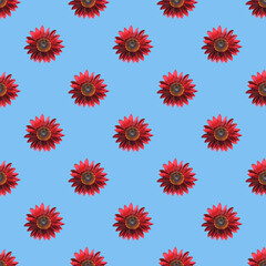 Seamless Pattern of Blossoming Red Sunflowers on Sky Blue Backdrop