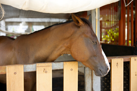 close up white brown horse head eating in wood stable