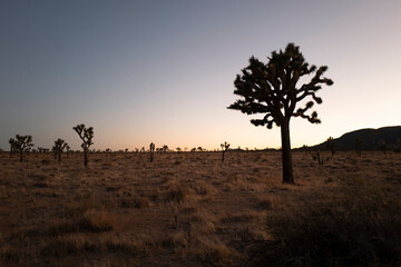 Fototapeta na wymiar Joshua tree at sunset