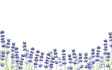 Watercolor banner with lavender illustration isolated on white background. Detail of beauty products and botany set, cosmetology and medicine. For designers, spa decoration, postcards, wrapping paper
