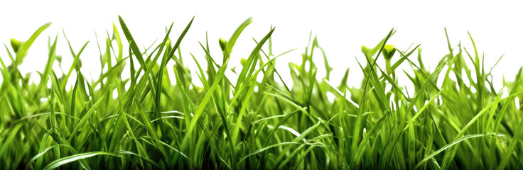 Photo of a serene landscape with a vast green field, transparent background, png