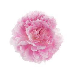 Pink peony flower isolated on white background