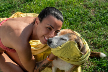 Girl in a bikini dries her old Beagle dog with a yellow towel after the bath