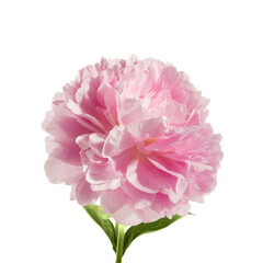Pink peony flower isolated on white background