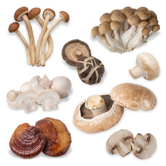 Assorted of edible mushrooms isolated on white background with clipping path.