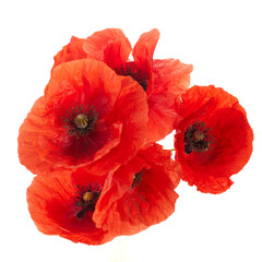 Wild red poppies isolated on white background.