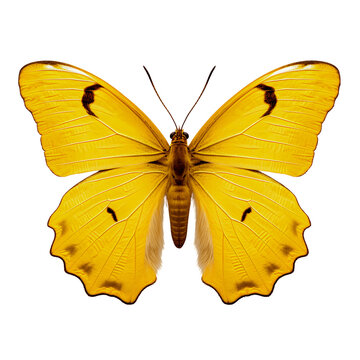 Yellow butterfly isolated on white background, Generative AI