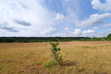 Fototapeta na wymiar Chanfroy plain in Fontainebleau forest. Arbonne-la-Forêt village
