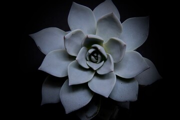 Fototapeta premium pale green succulent plant against black background