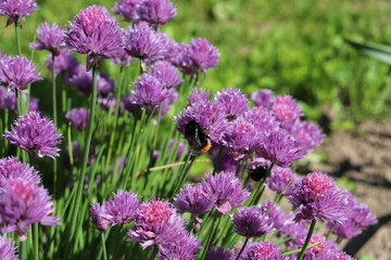 macro bumblebee on a flower of a field onion. scientific name of plant - Allium schoenoprasum