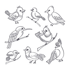 Birds line art set. Exotic birdie, parrot, red cardinal, hummingbird, sparrow. Hand drawn vector sketch illustration.