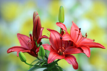 Red Lily flower on green leaves background. Lilium longiflorum. Background texture Asiatic lily with red buds closeup. Tropical Lily flower blossomed in the garden. Floral background. Mothers day. 