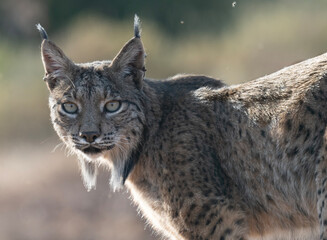 Iberian male Lynx portrait