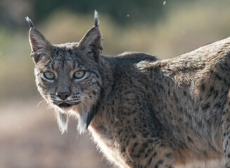 Fototapeta premium Iberian male Lynx portrait