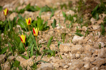 Wild Red Book tulips Kaufman in the fields of Kazakhstan. Spring flowers under the rays of sunlight. Beautiful landscape of nature. Hi spring. Beautiful flowers on a green meadow.