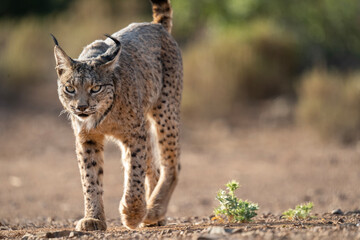Obraz premium Iberian male pardinus Lynx walking in the forest
