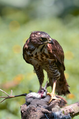Close-up photo of a goshawk eagle