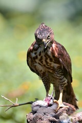 Close-up photo of a goshawk eagle