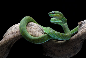 Vipers on a tree branch