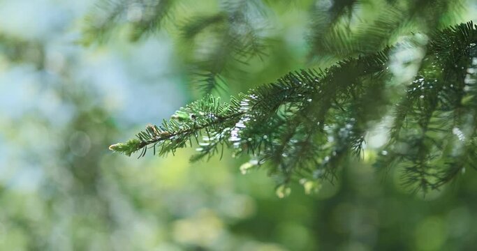 Close up, fir tree branch on green bokeh forest background in spring. Fresh pine with young needles in sunny forest. Fresh clean ecology environment in spruce landscape. Woodland nature in summer sun 