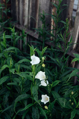 Flowers of white bells. Vertical. Copy space