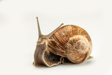 big snail on white background. Helix pomatia, Burgundy, Roman, escargot