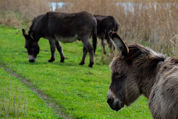 Naklejka na ściany i meble three donkeys grazing on a pasture