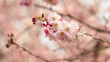 blooming cherry blossoms in an orchard