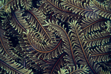 Detail of the articulated arms of a feather star on a coral reef in Indonesia. Feather stars are...