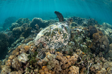 A Hawksbill sea turtle, Chelonia mydas, swims over a shallow coral reef in Komodo National Park, Indonesia. This widespread marine reptile is an endangered species.