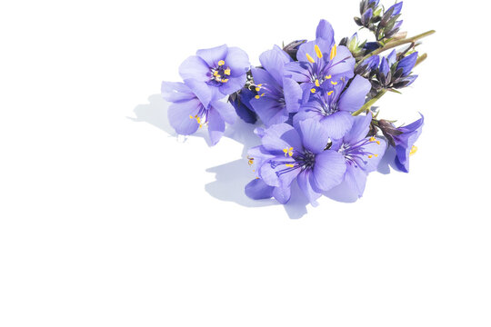 On a white isolated background, a flower arrangement of blue cyanosis inflorescences.Design element.