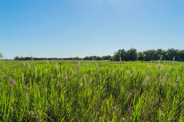 Green meadow at sunrise