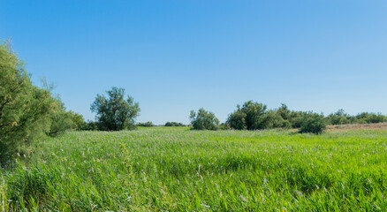 Green meadow at sunrise