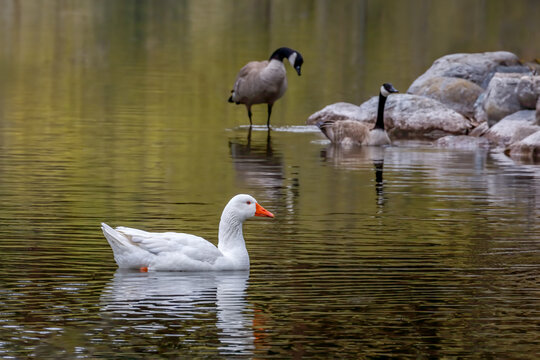 white goose swimming in a peaceful and colorful pond