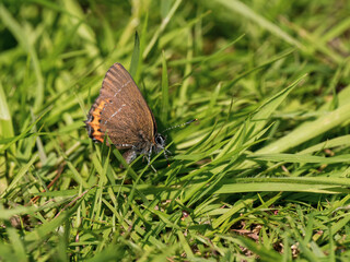 Black Hairstreak resting in a Tree