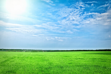 Fototapeta premium Sunset sun and field of green fresh grass under blue sky