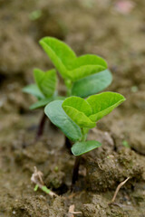 closeup the bunch green ripe soya beans plant soil heap in the farm soft focus natural green brown background.