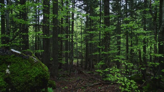Flying a drone deep through the green forest and its vegetation, dark and mystical