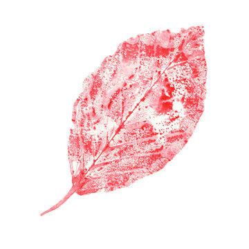 Abstract pink leaf isolated on transparent  background. Watercolor illustration of autumn imprint of leaf for herbarium decoration, banner, web, logo