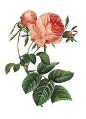 19th-century illustration of a Rosa centifolia  or hundred leaved rose. Engraving by Pierre-Joseph Redoute. Published in Choix Des Plus Belles Fleurs, Paris (1827).