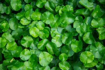 Green leaf background (water pennywort or hydrocotyle umbellata)